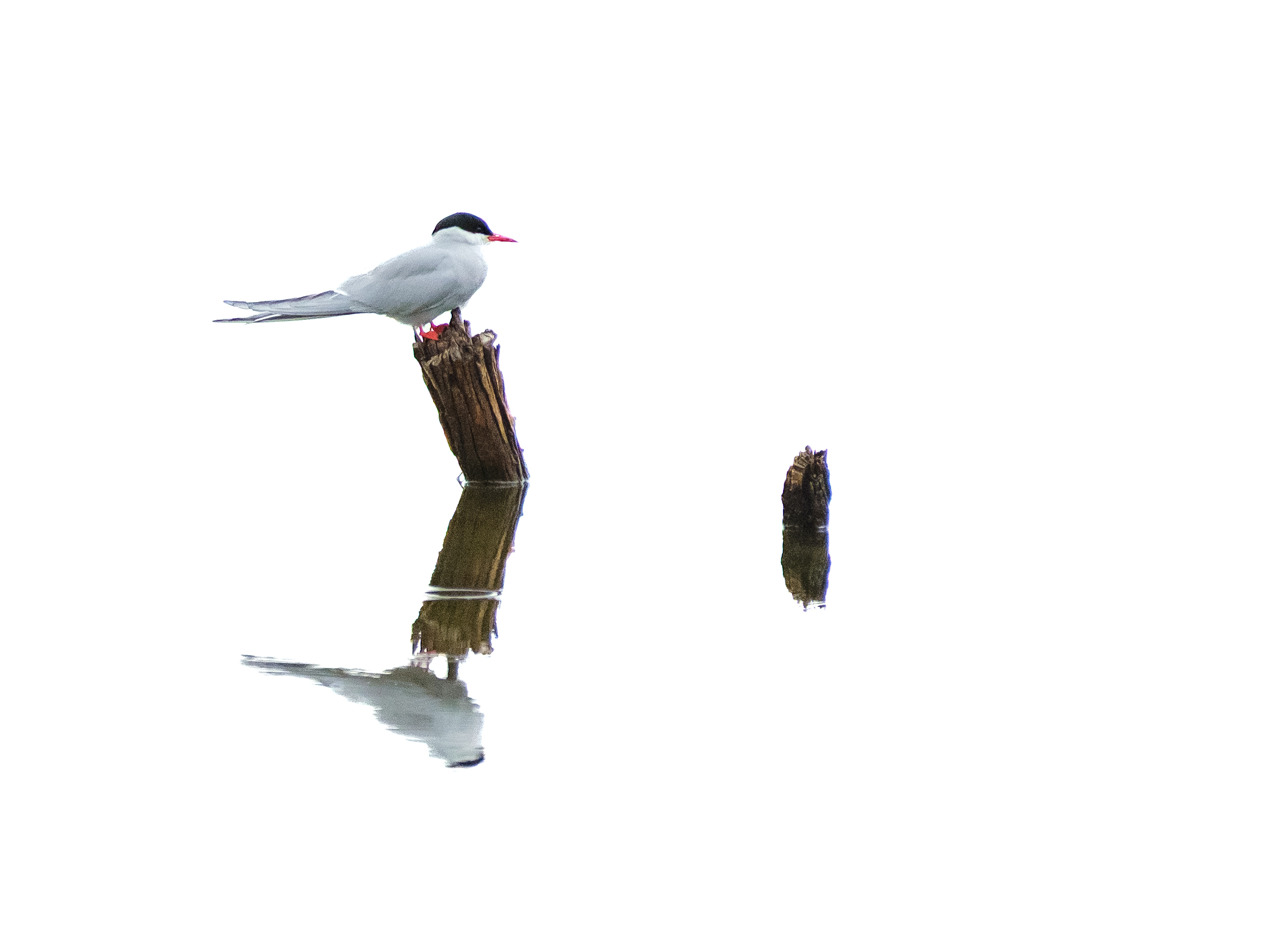 High key Arctic Tern reflection