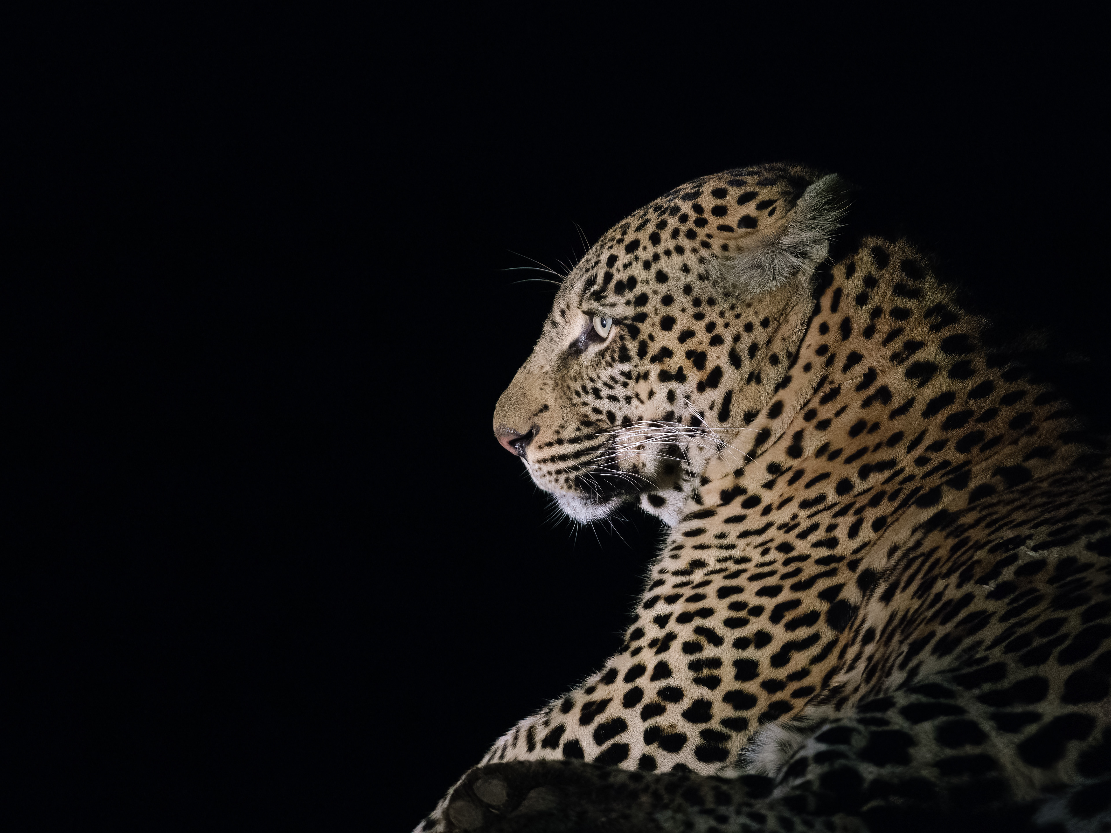 Low key leopard profile