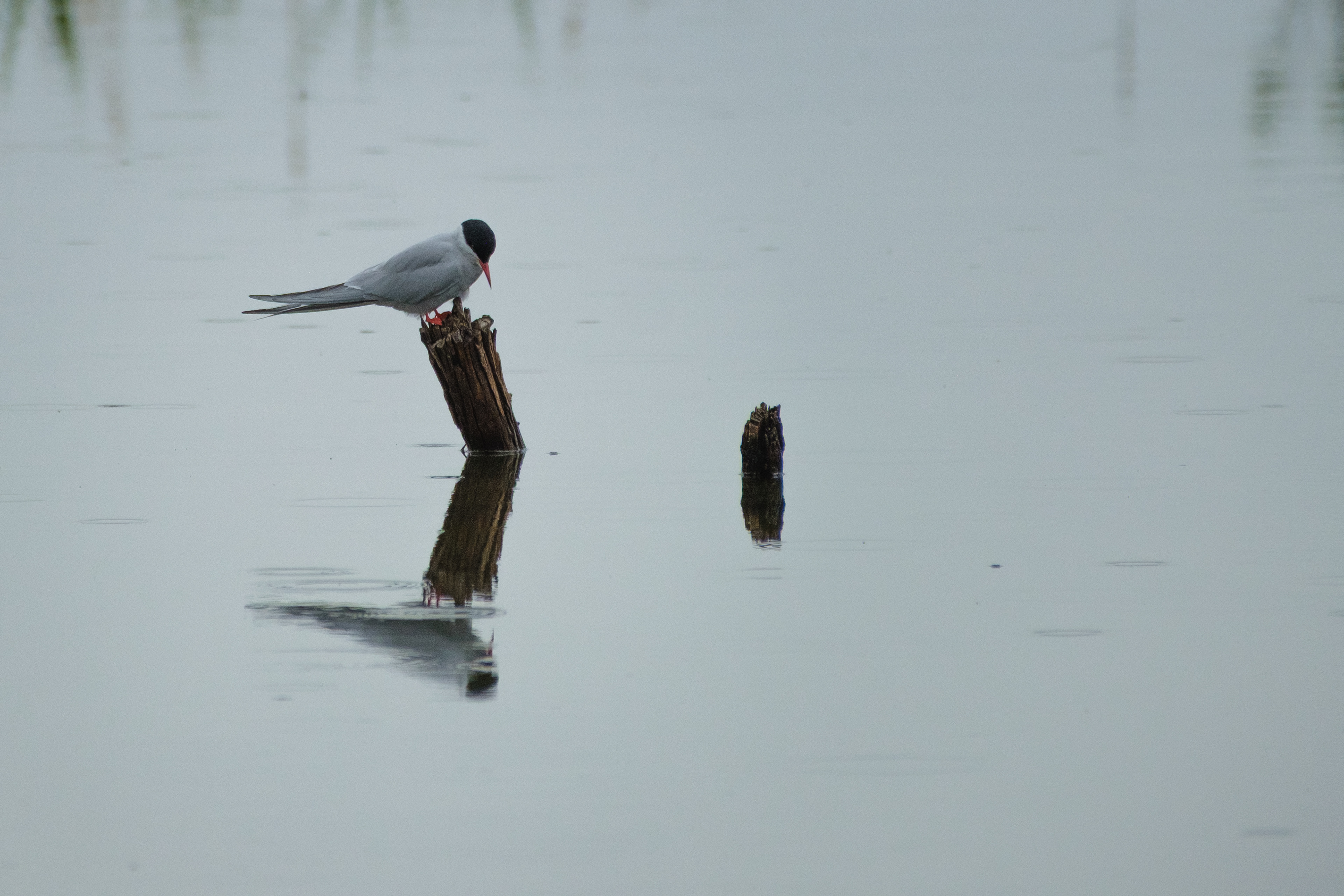 Arctic Tern reflection (ISO 800, f/5.6, 1/320, 300mm, M, EC 0.67)