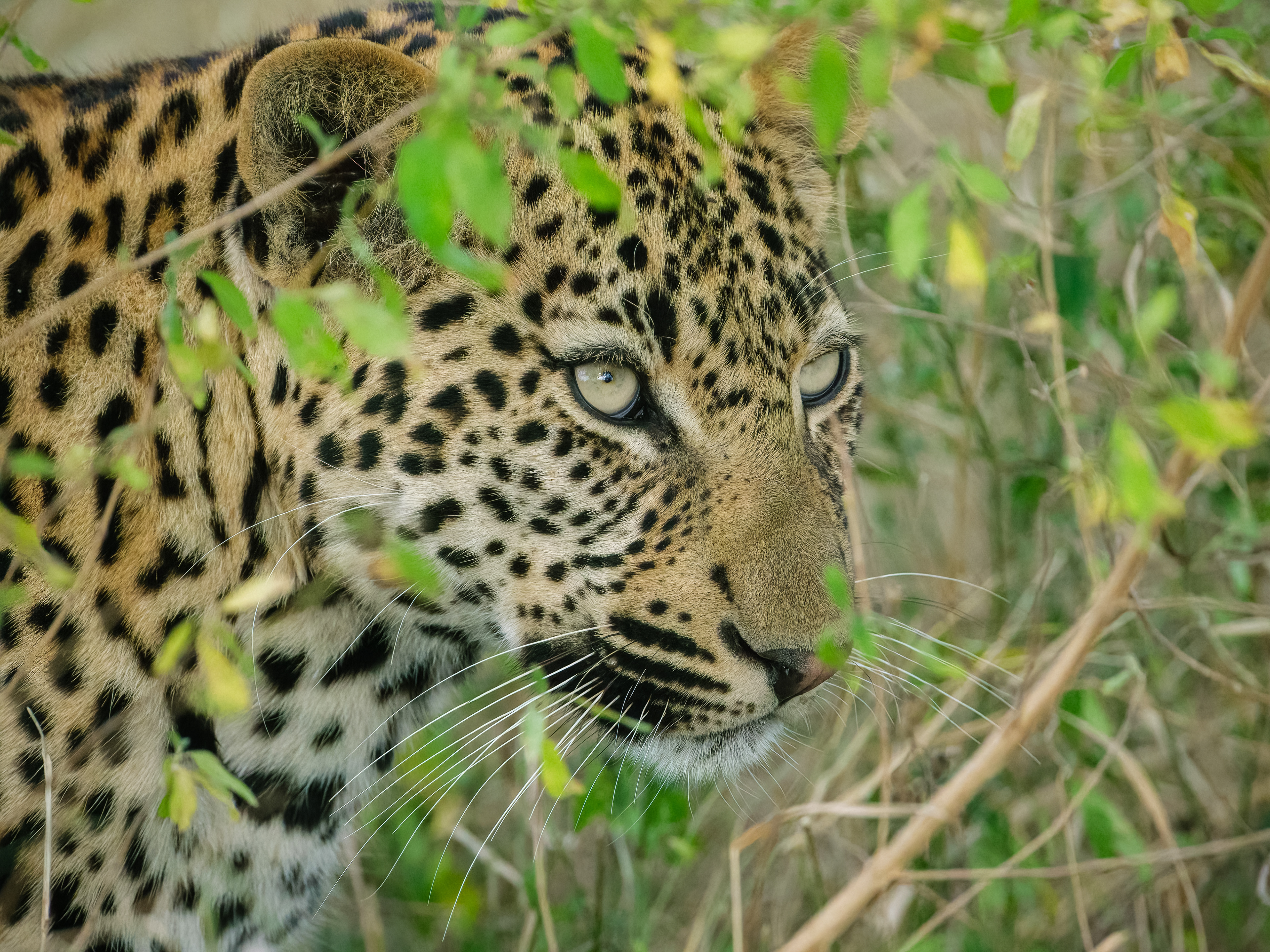 Leopard stalking in the brush