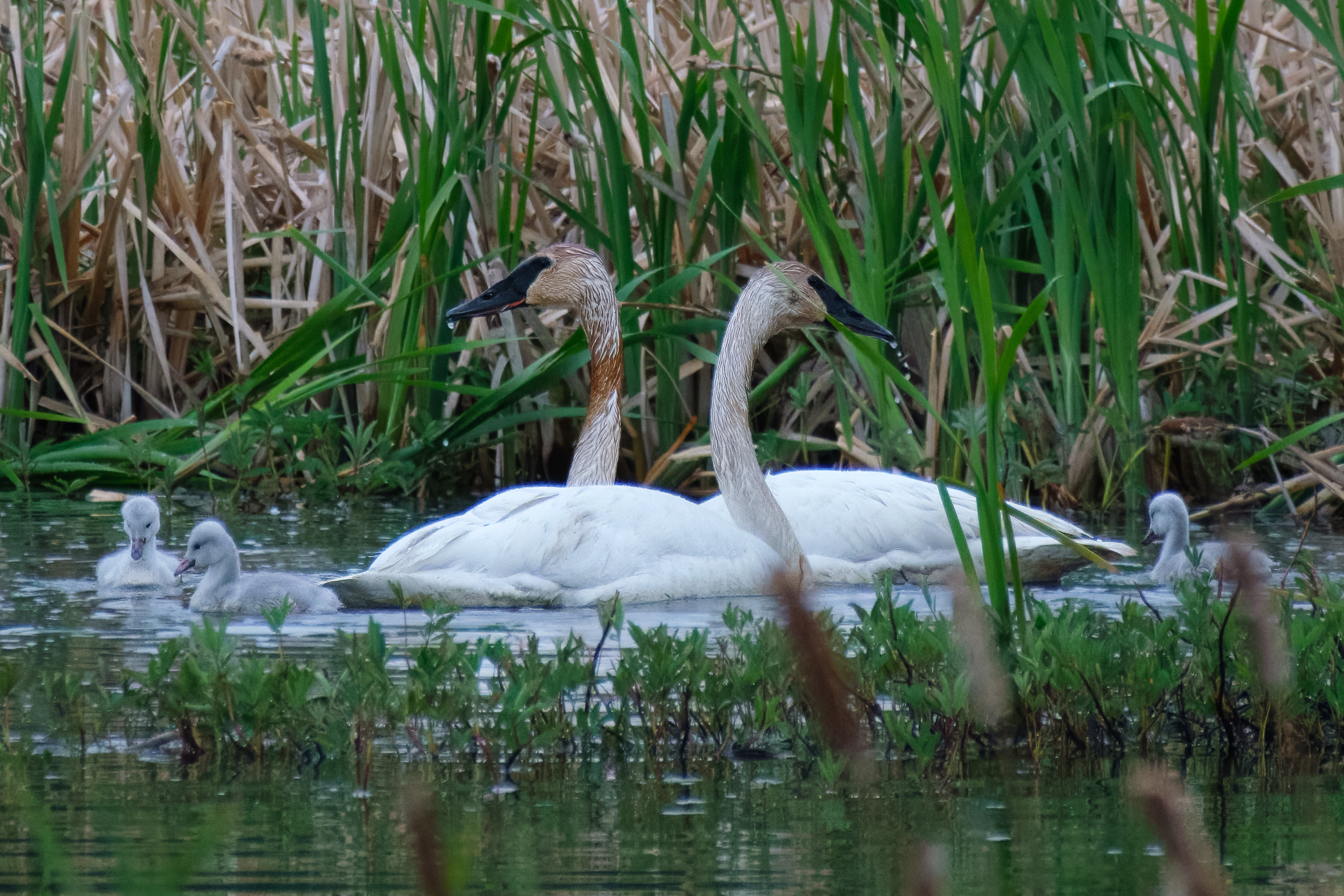 Swans and Signets (ISO 6400, f/8, 1/400 sec, 420mm, M EC 0)