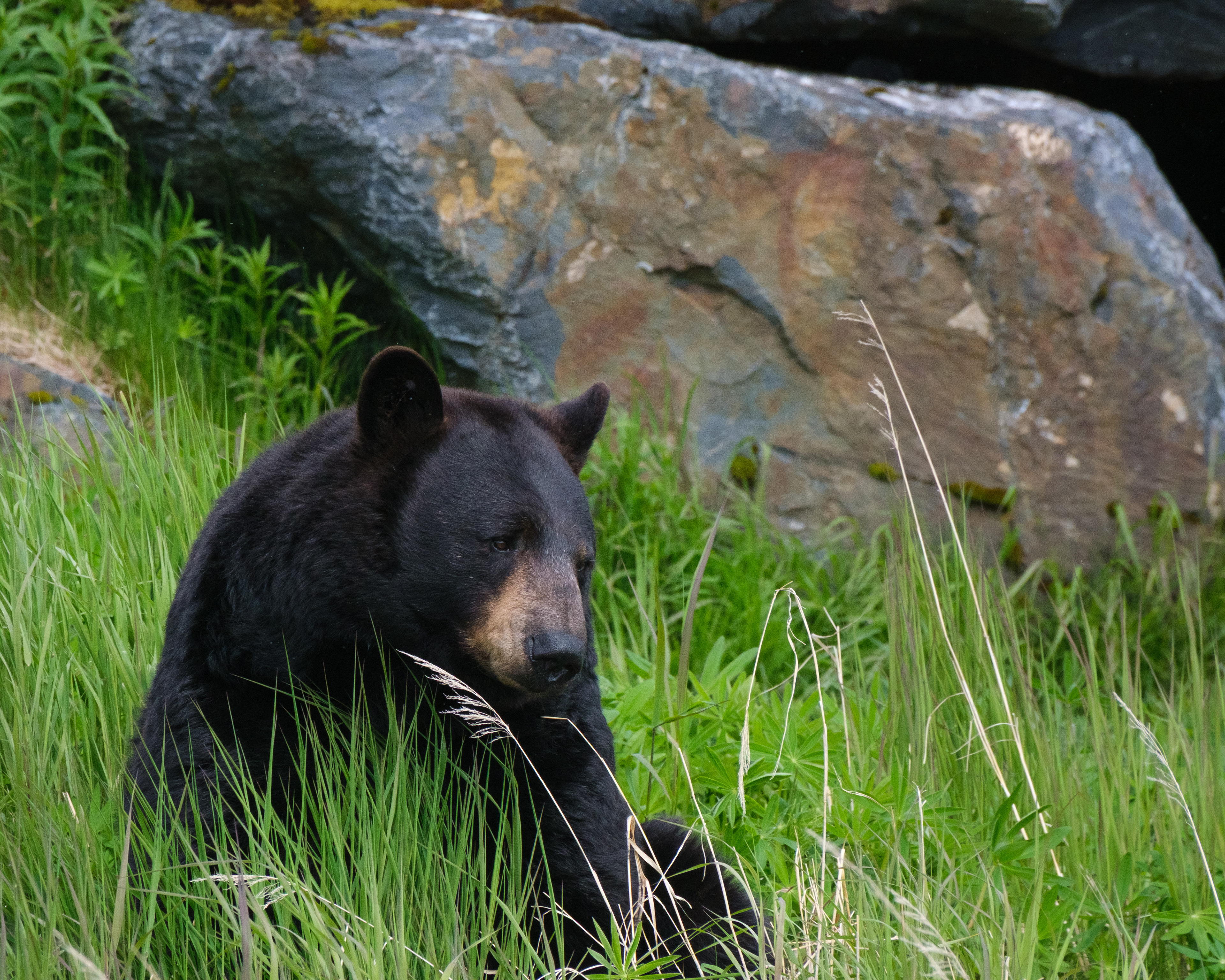 Black bear