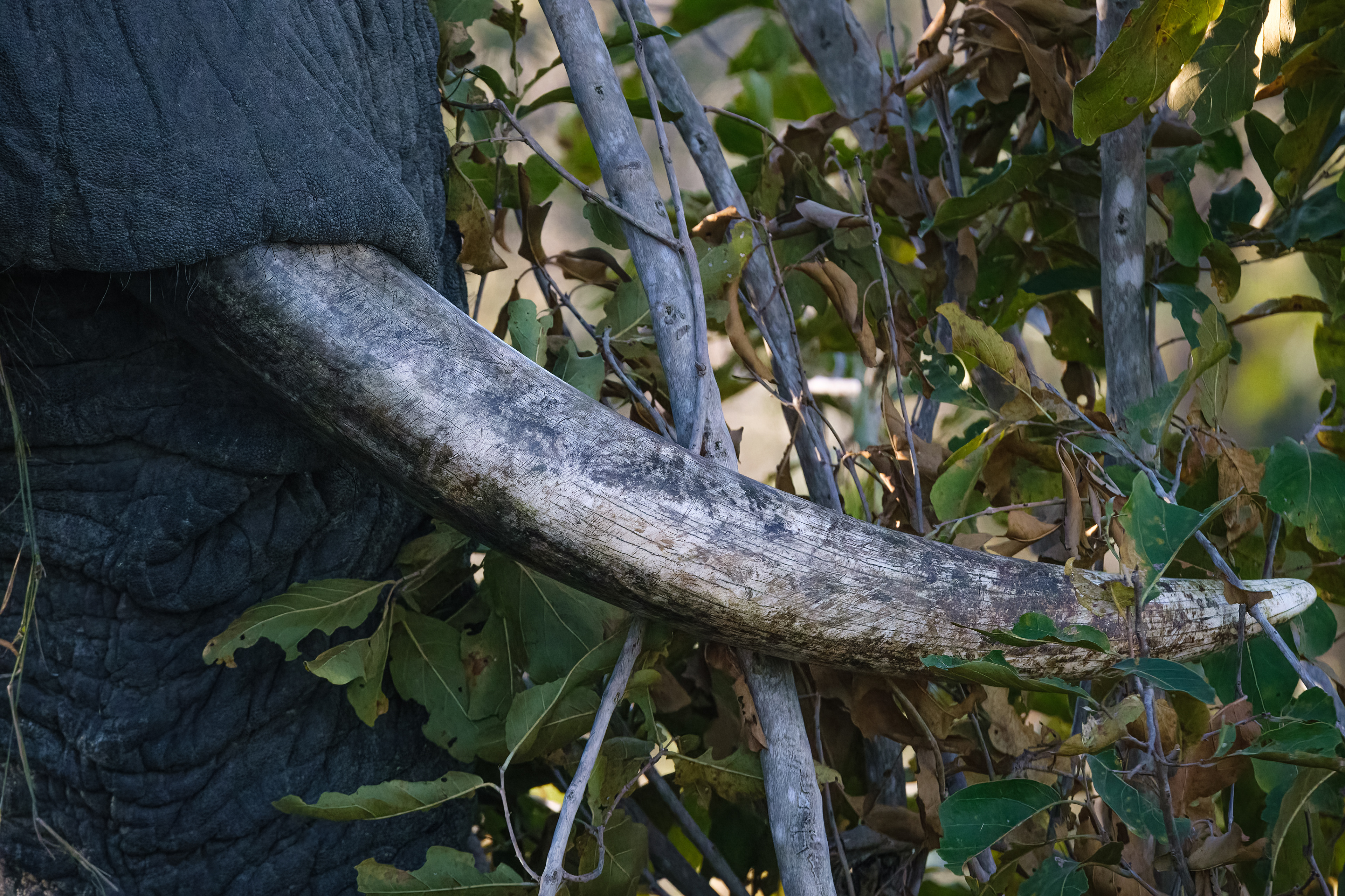 Close-up of elephant tusk