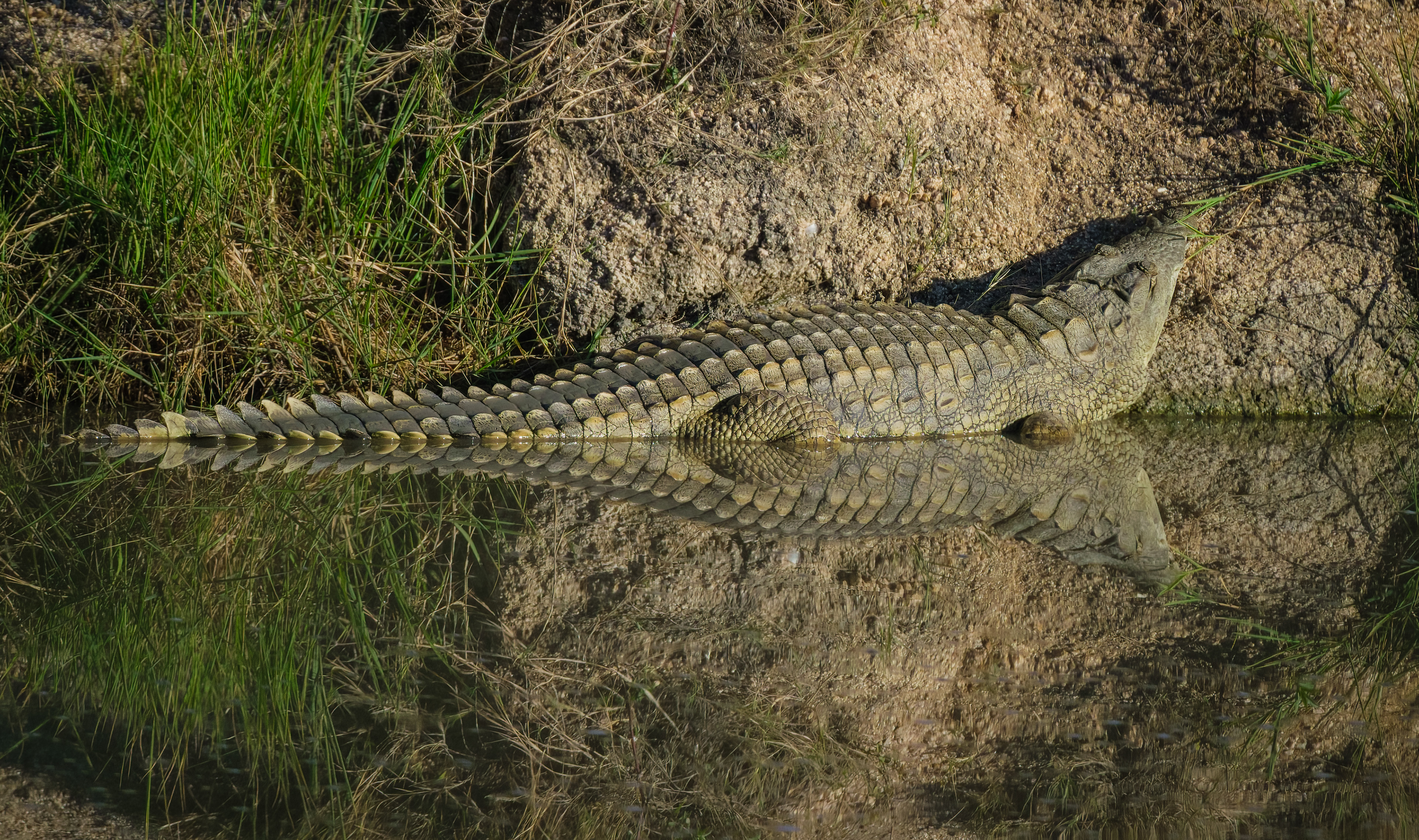 Reflective crocodile