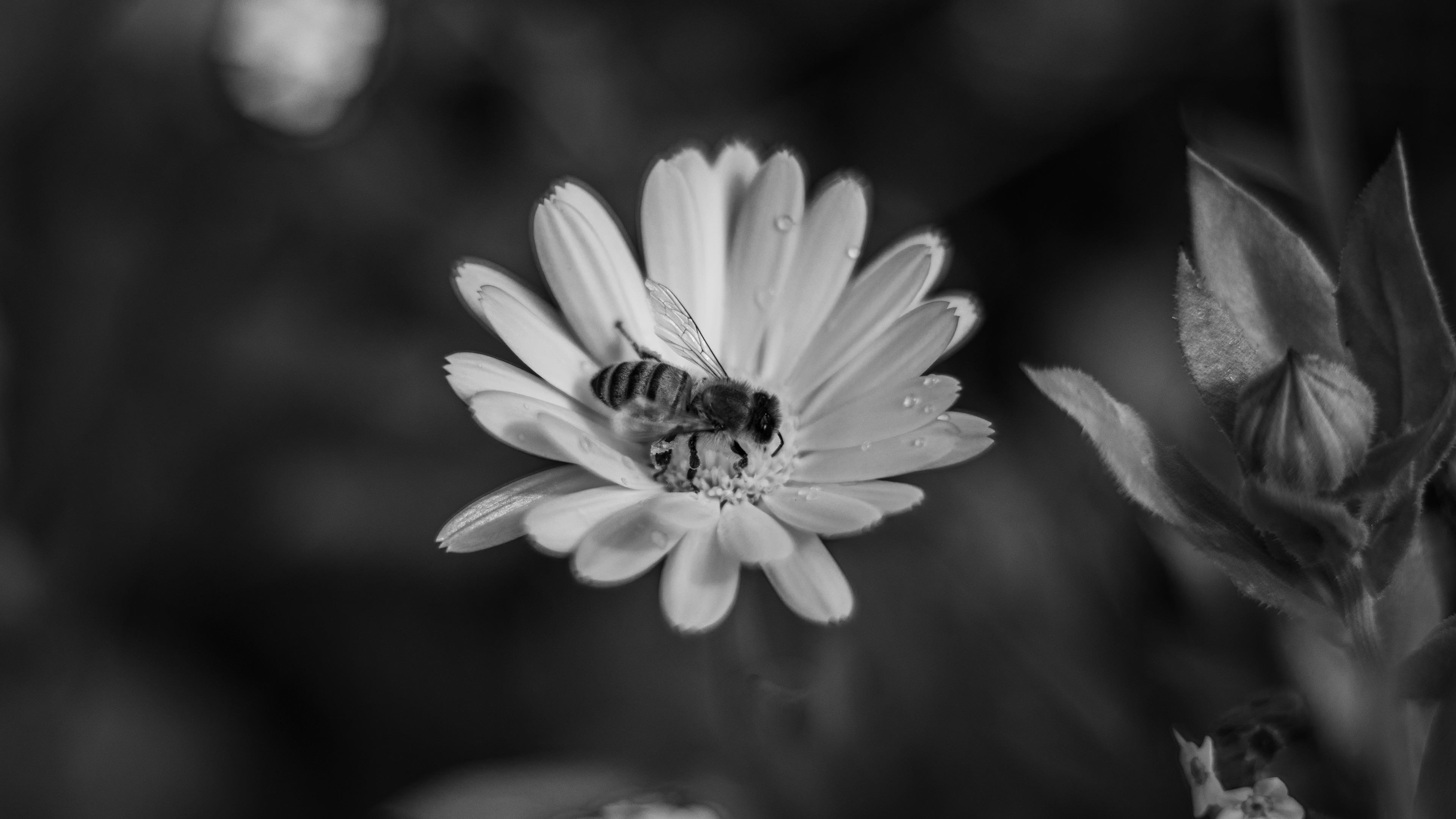 Photo 8 - Processed in black and white and cropped in 16:9 landscape
