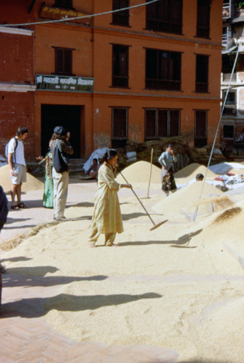 Ramassage du grain
