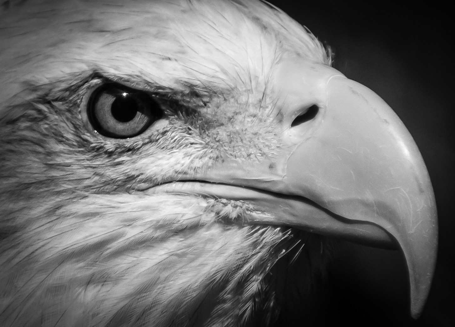 Black and White Close up head shot of an Eagle taken at Montgomery Zoo in Montgomery, Alabama.