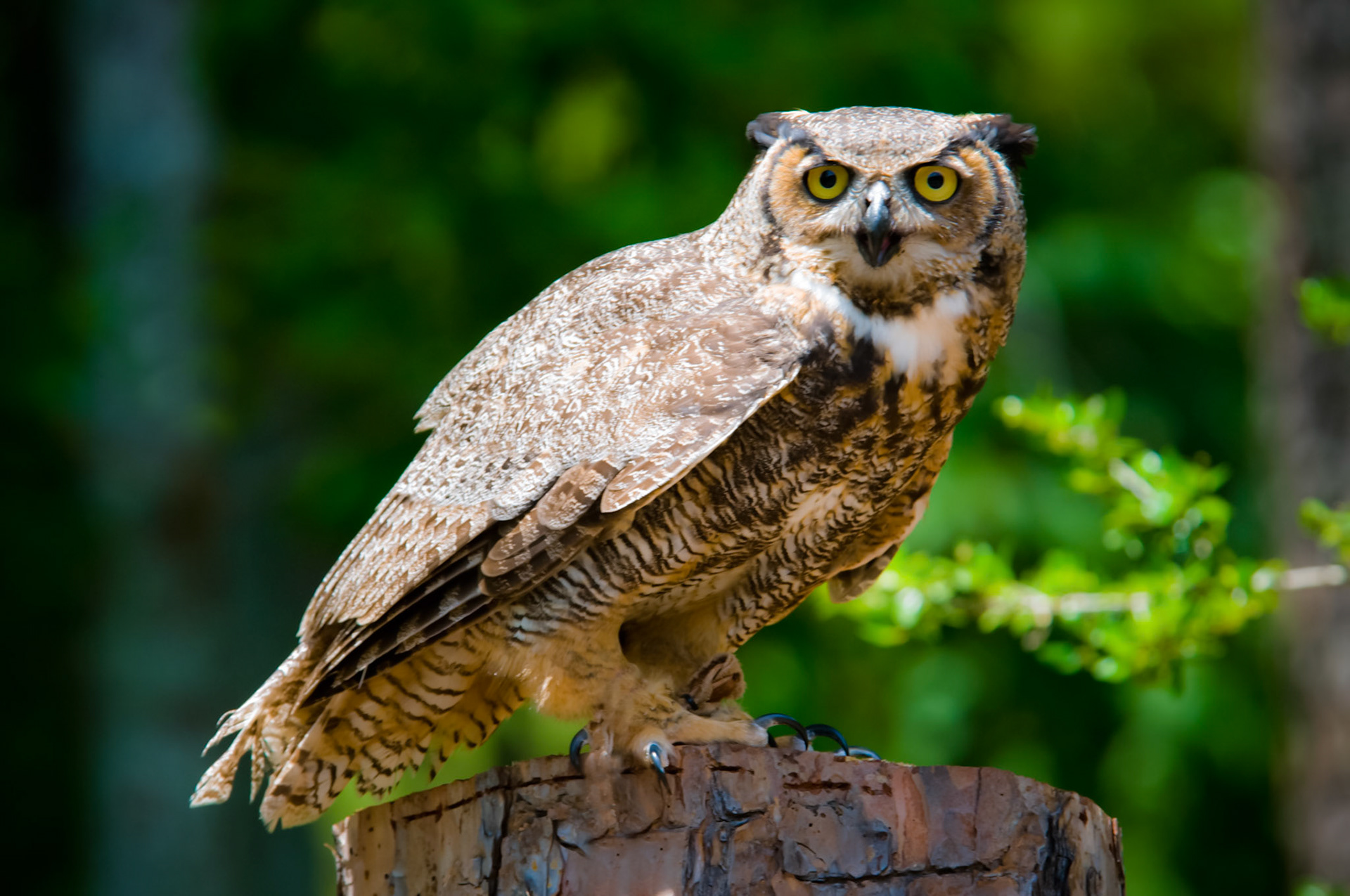 Owl Perching on Tree Stump