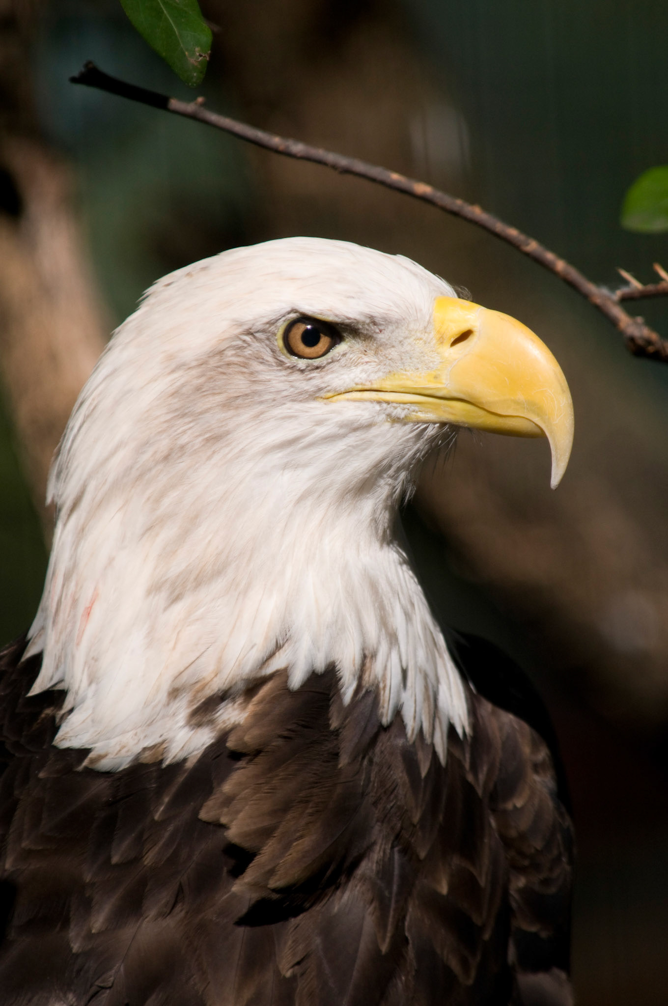 Close up head shot of an Eagle taken at Montgomery Zoo in Montgomery, Alabama.
