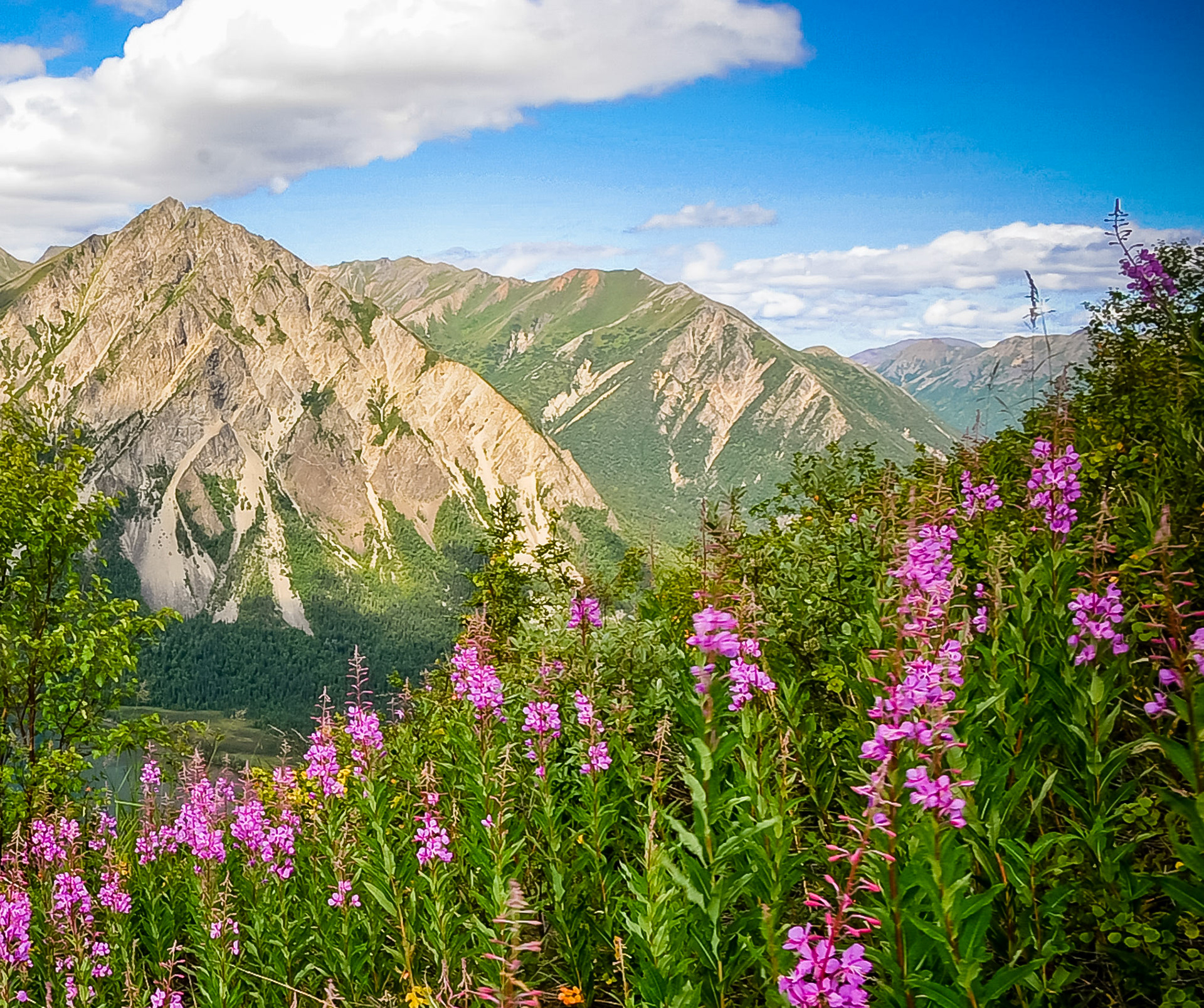 Wildflowers and Mountains in Alaska