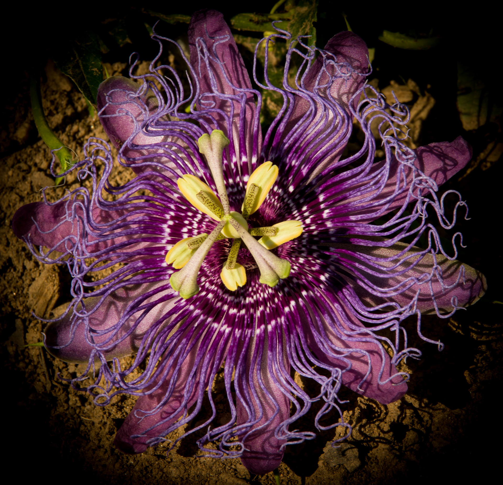 Passiflora incarnata, commonly known as maypop, purple passionflower, true passionflower, wild apricot, and wild passion vine, is a fast-growing perennial vine with climbing or trailing stems. A member of the passionflower genus Passiflora, the maypop has large, intricate flowers with prominent styles and stamens. One of the hardiest species of passionflower, it is a common wildflower in the southern United States. It's beautiful design is a favorite among Alabama residents and its fruit is and edible favorite among Alabama children.