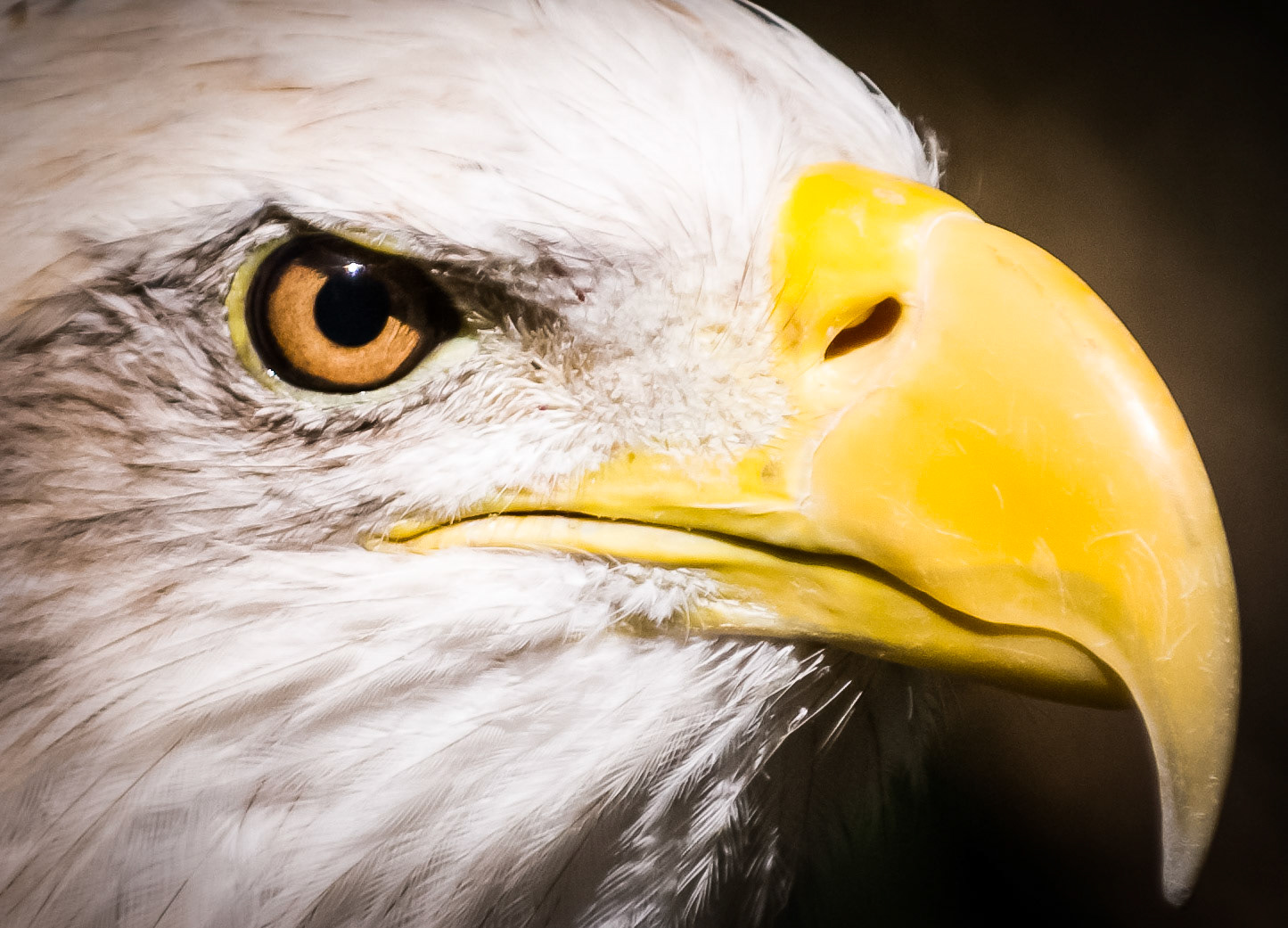 Close up head shot of an Eagle taken at Montgomery Zoo in Montgomery, Alabama.