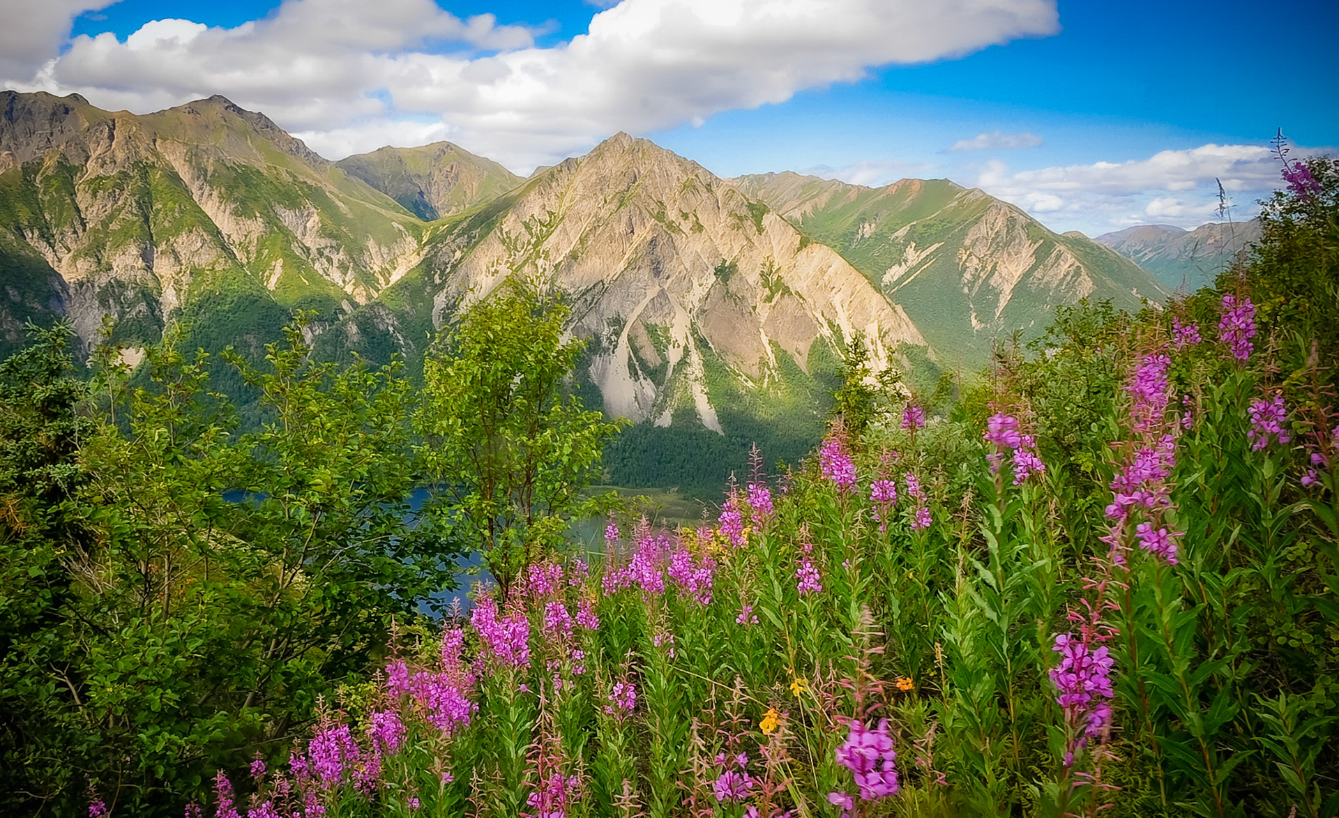 Wildflowers and Mountains near Lake Clark National Park Alaska