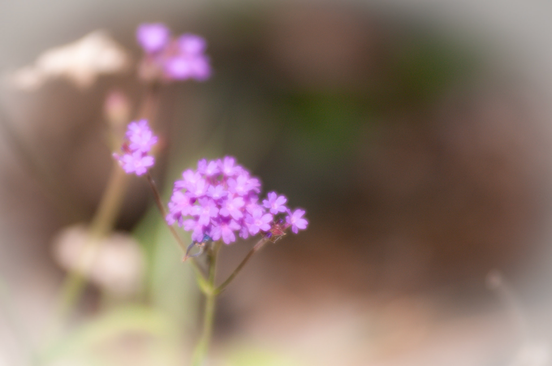 Purple and Pink Wildflower Background