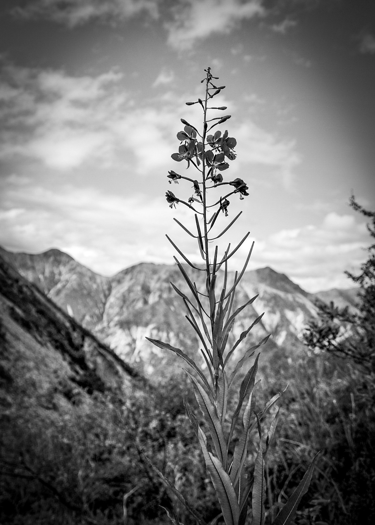Wildflowers and Mountains in Alaska