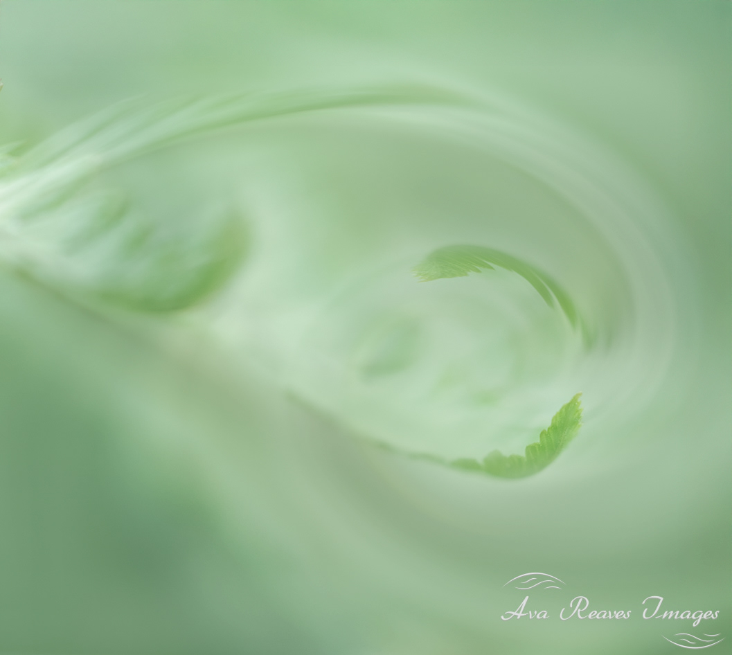 Fern Frond In A Swirl