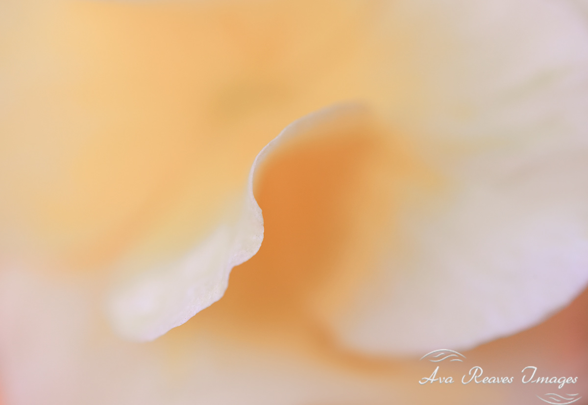 A Symphony of Softness