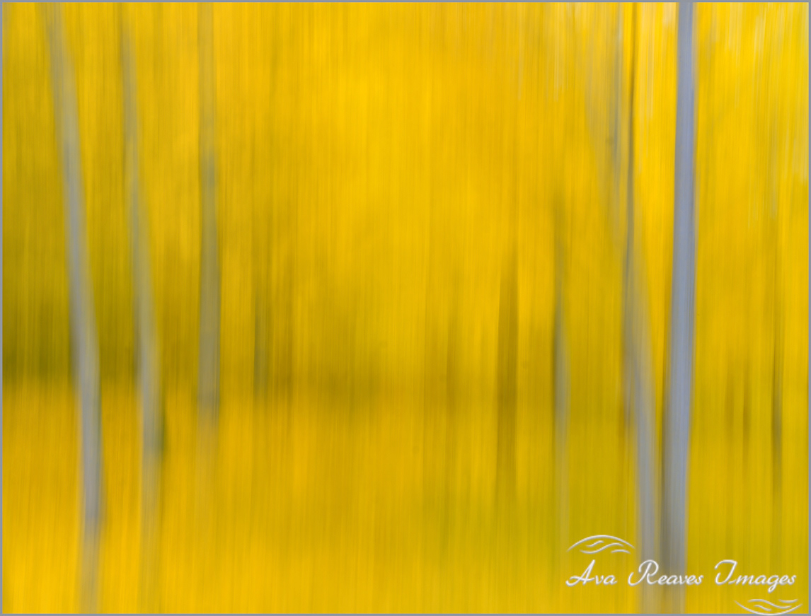 Ginkgo Trees Abstract