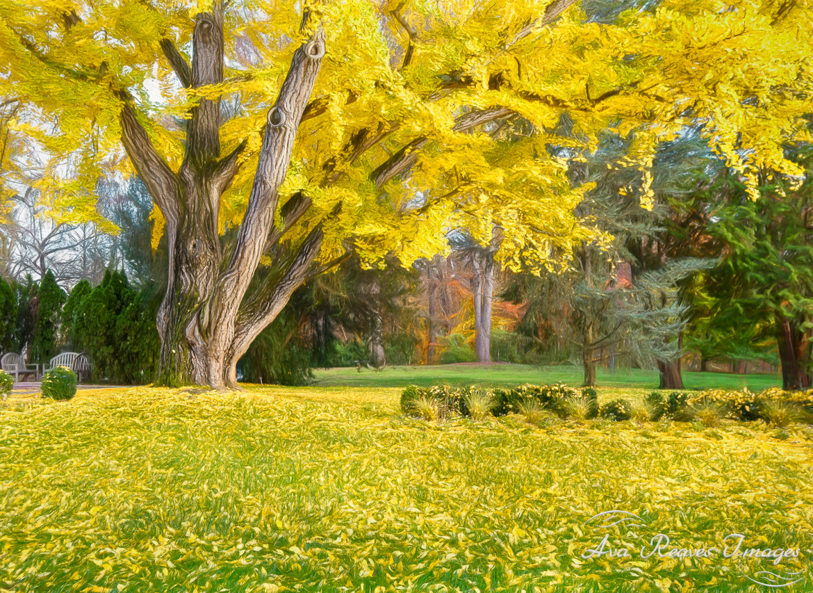 The Old Ginkgo Tree in the Grace Arents Garden