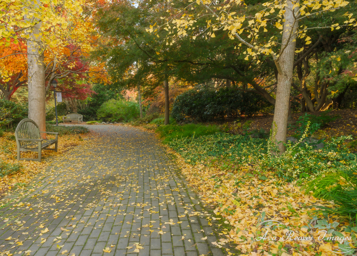The Woodland Walk at Lewis Ginter