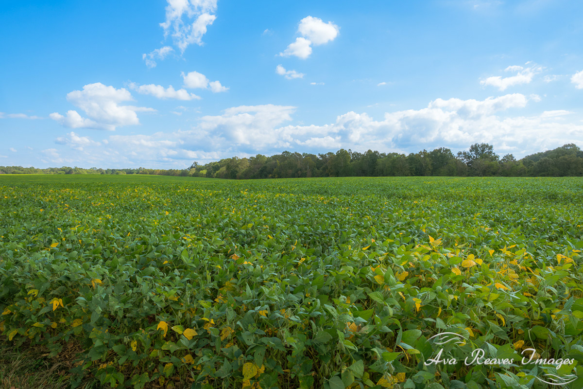 Soybean Field at Malvern Hill Farm