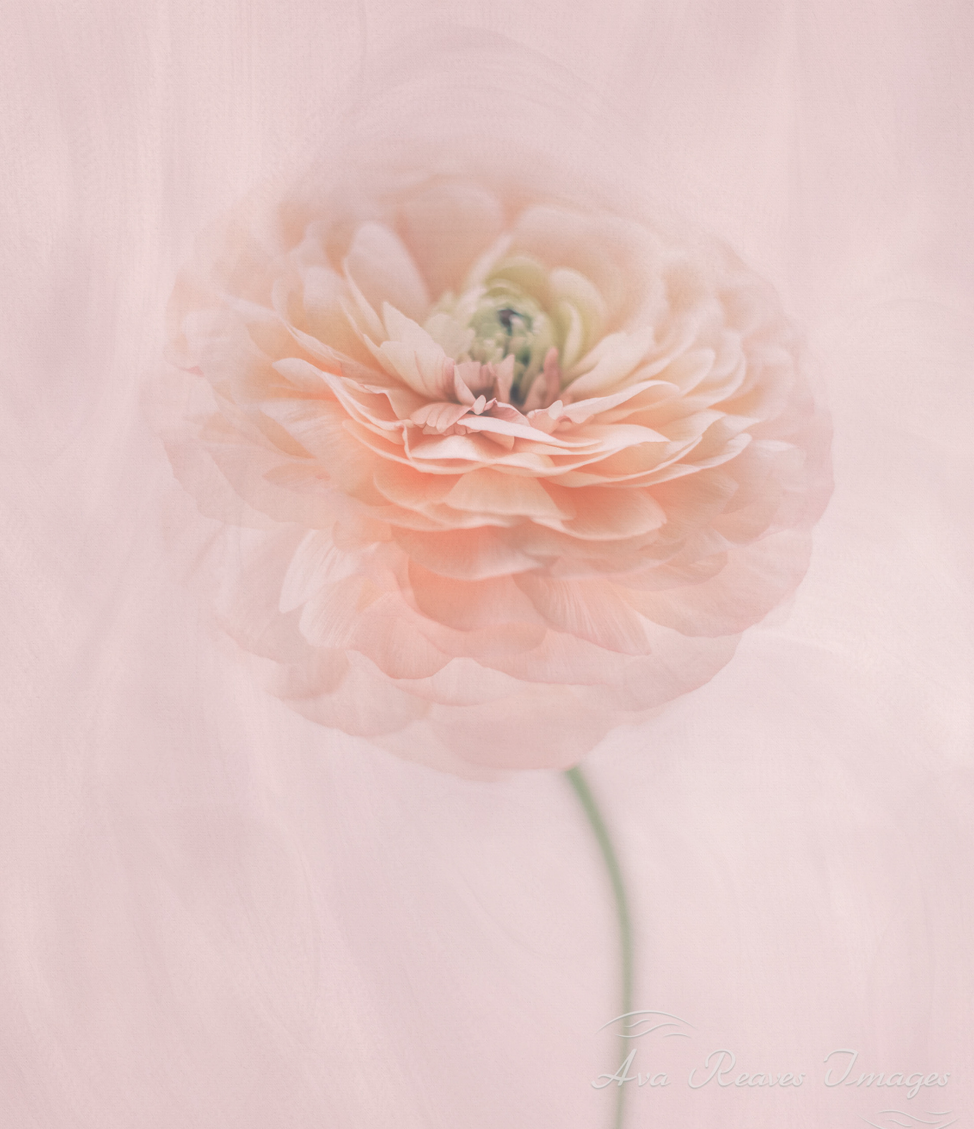 Painterly, soft-focus portrait of a single pink ranunculus flower against an ethereal, textured pastel background.