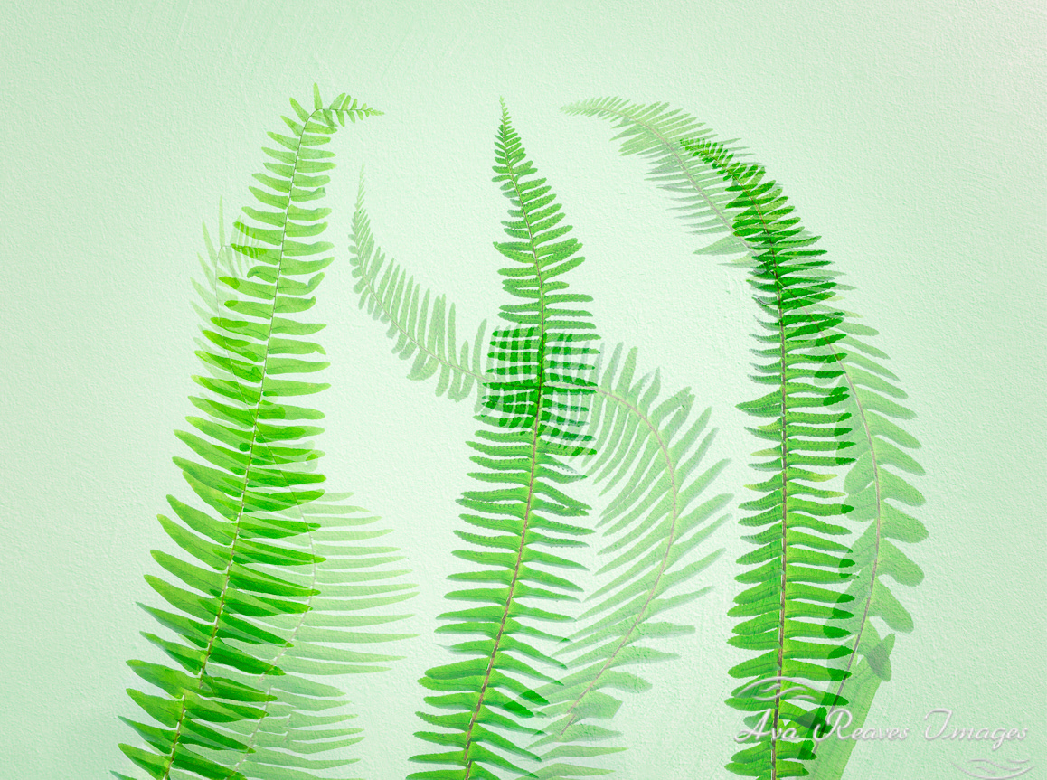 Fern Dance