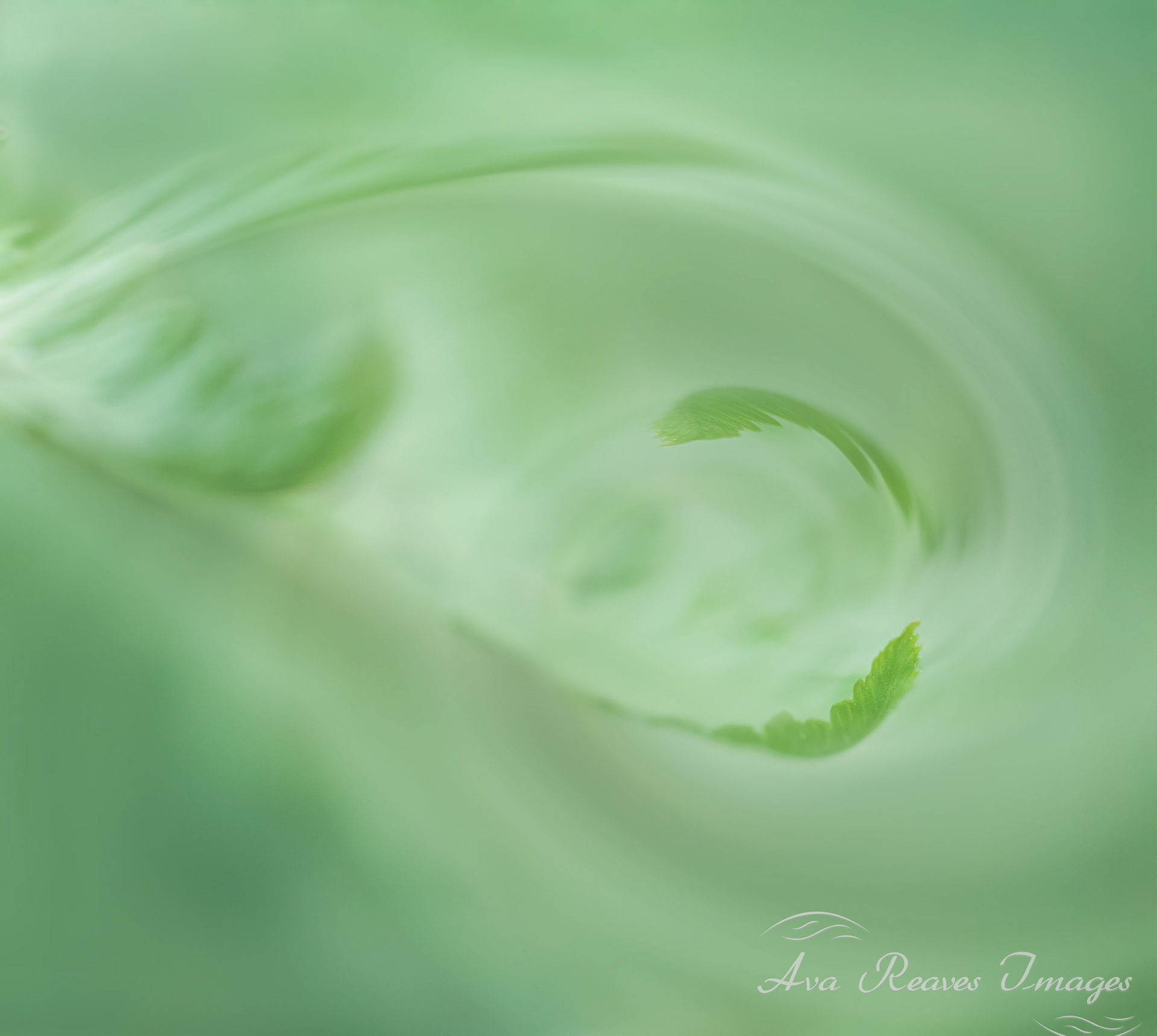 Fine art intentional camera movement photograph of a vibrant green fern leaf creating a soft, rhythmic swirl