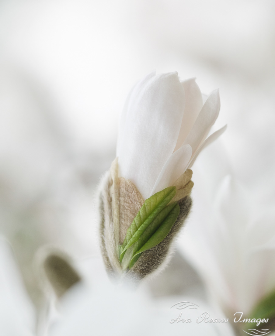 Foreground Star, Background Dreams