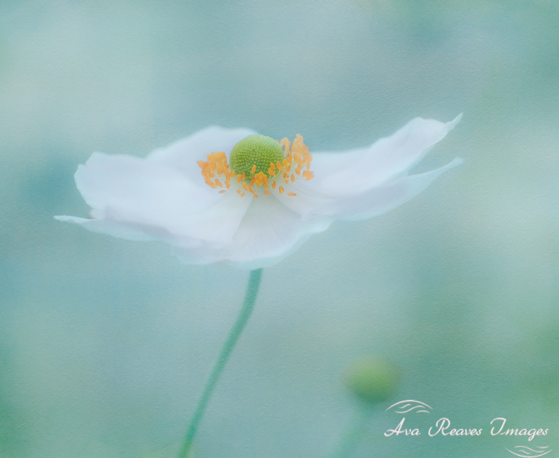 Summer's Last Breath