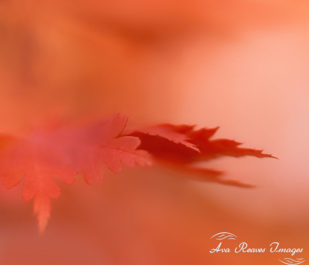 Japanese fireglow leaves with soft blurred background