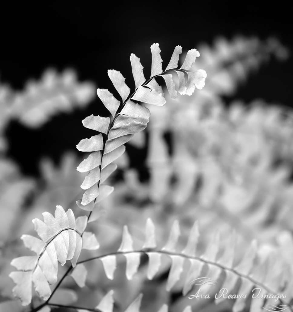 Black and white of five-finger fern foliage