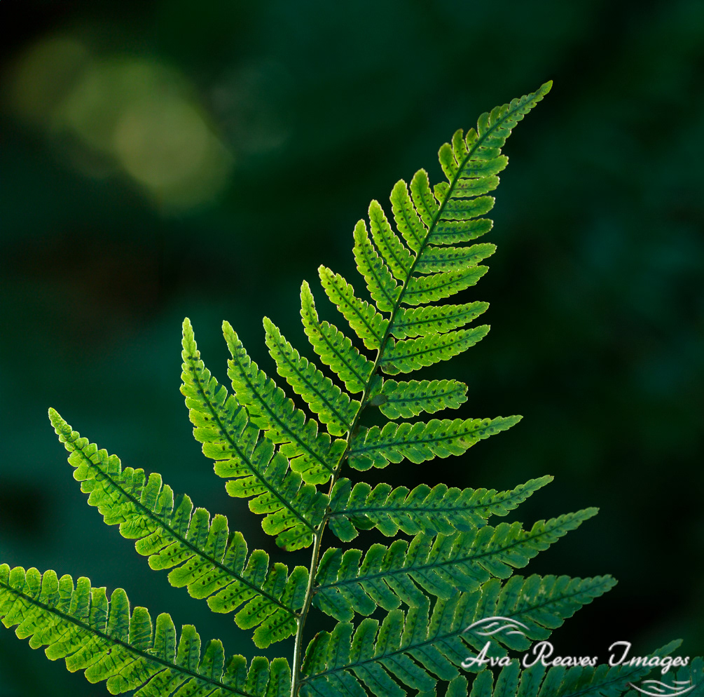 Sunlit autumn fern frong