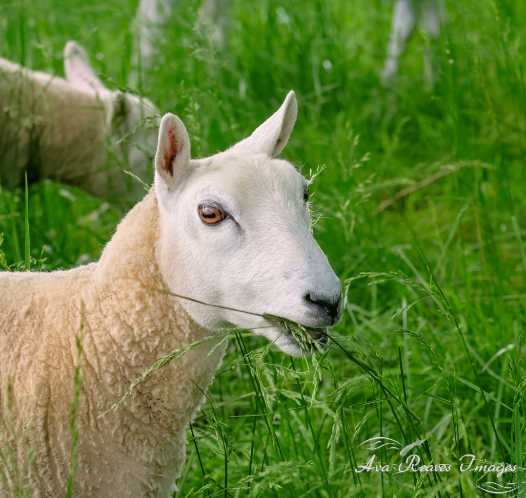 Sheep at Historic Tuckahoe