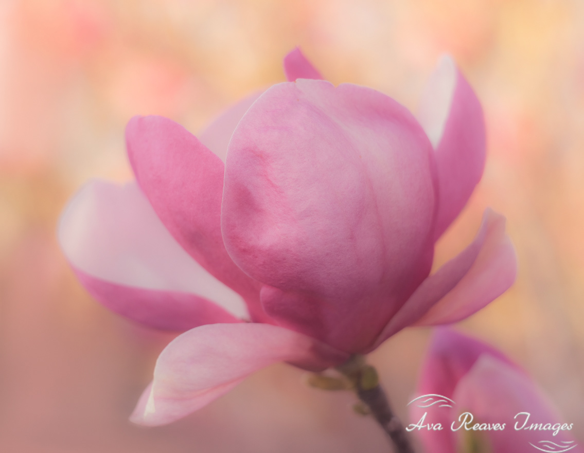 Golden Hour Magnolia
