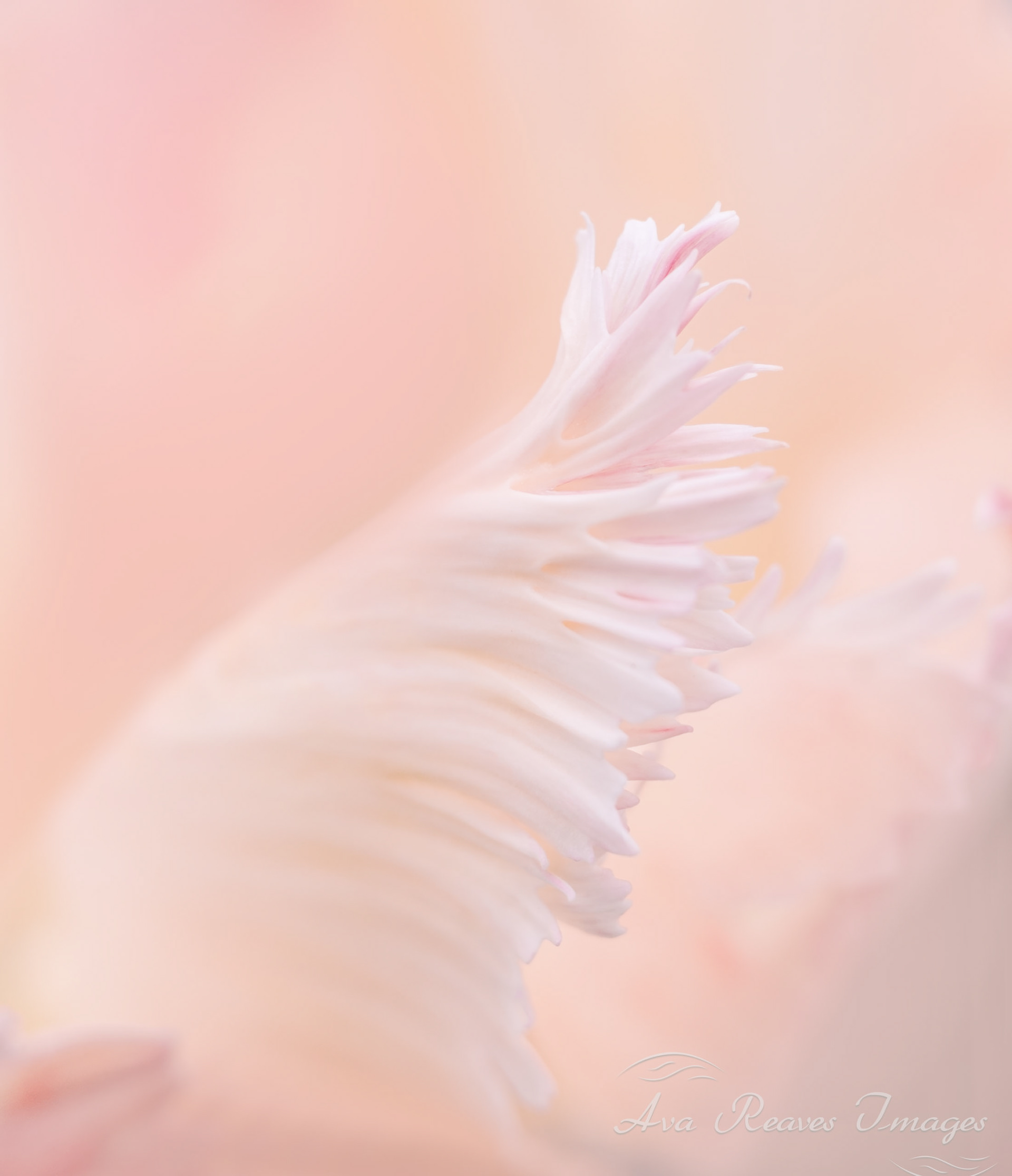 Soft focus macro photograph of a pale pink parrot tulip petal highlighting its delicate fringed edges and fine textures
