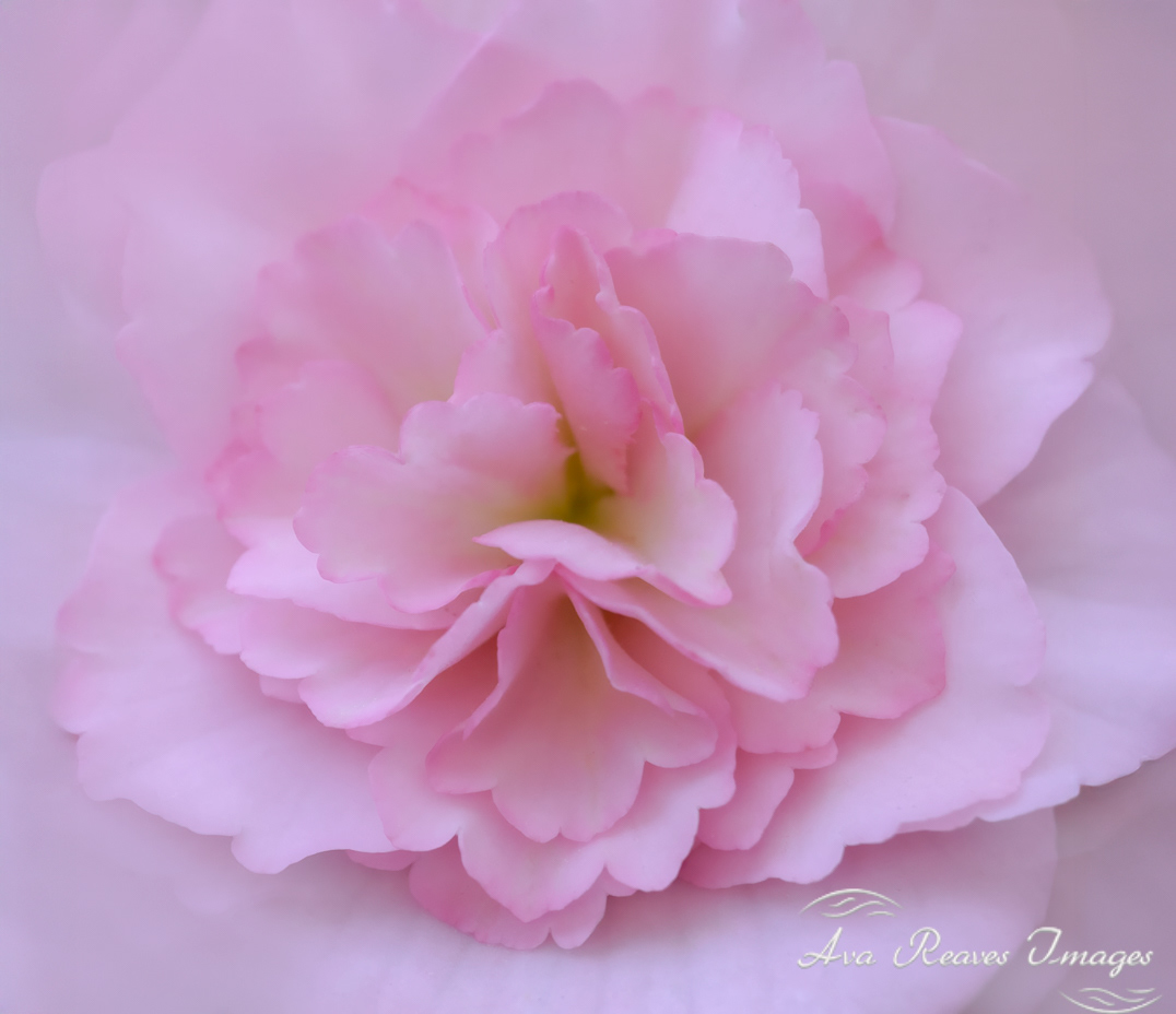 Delicate Pink Begonia