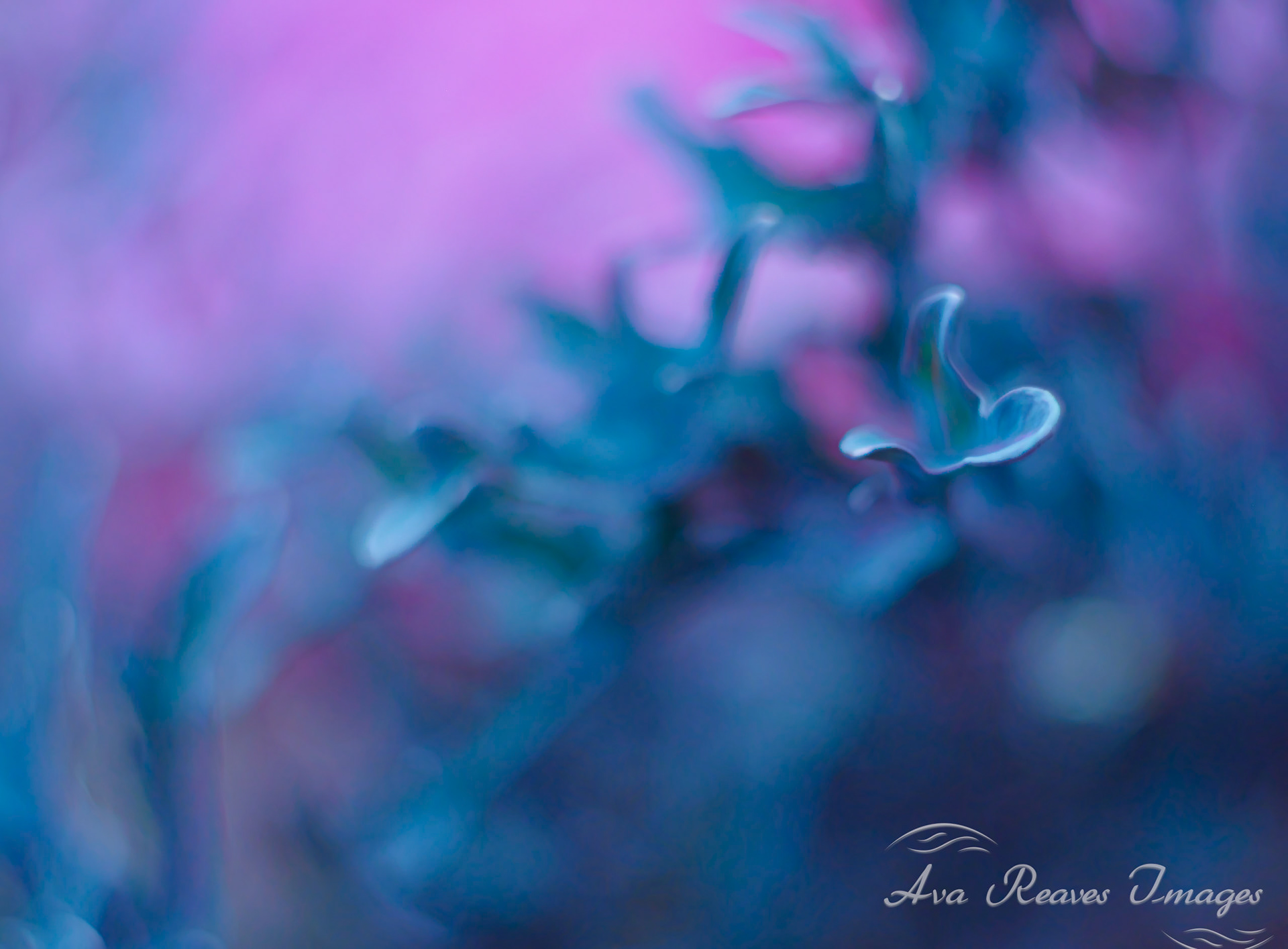 Impressionist macro photograph of delicate ornamental kale leaves bathed in soft blue and vibrant purple light with a painterly blurred background.
