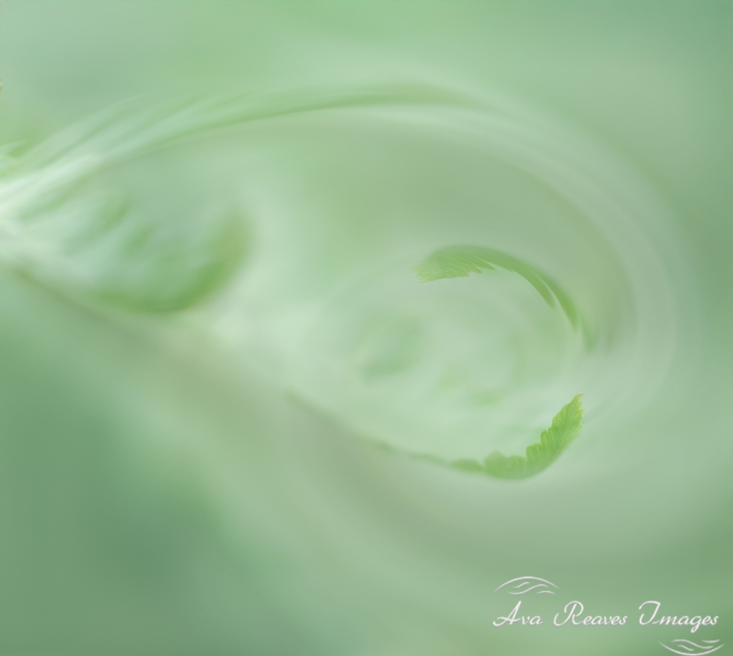 Abstract of soft and dreamy fern foliage