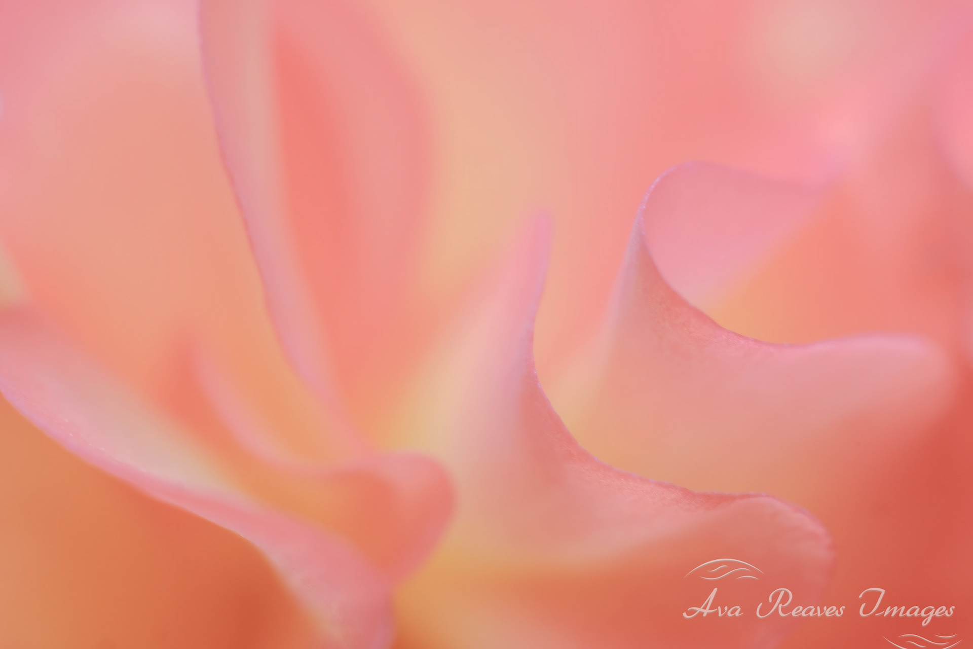 Abstract macro photograph of layers of soft pink and peach begonia flower petals capturing delicate lines and gentle light.