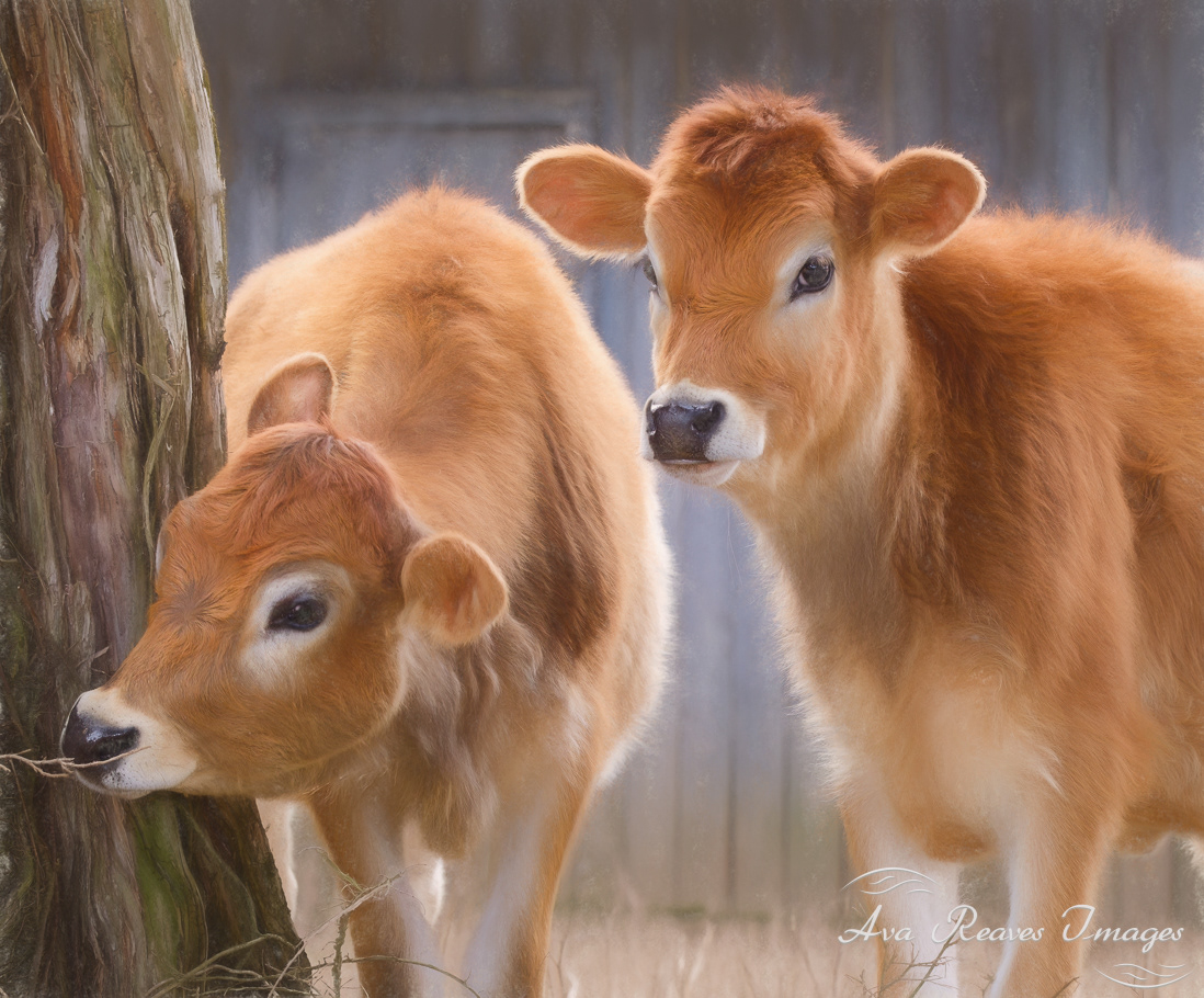 Calves at Historic Tuckahoe