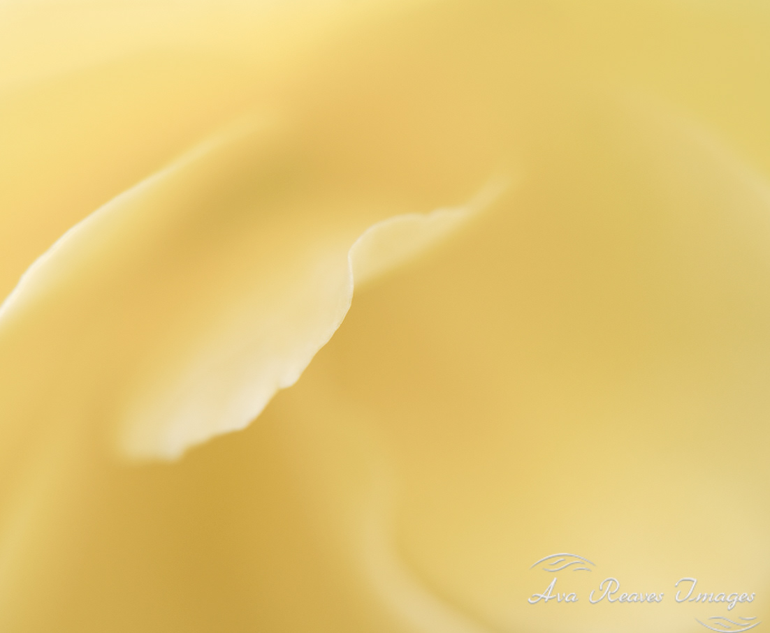 A macro photograph of the soft, curved, buttery yellow petals of a flower, a  begonia, with a very shallow depth of field.