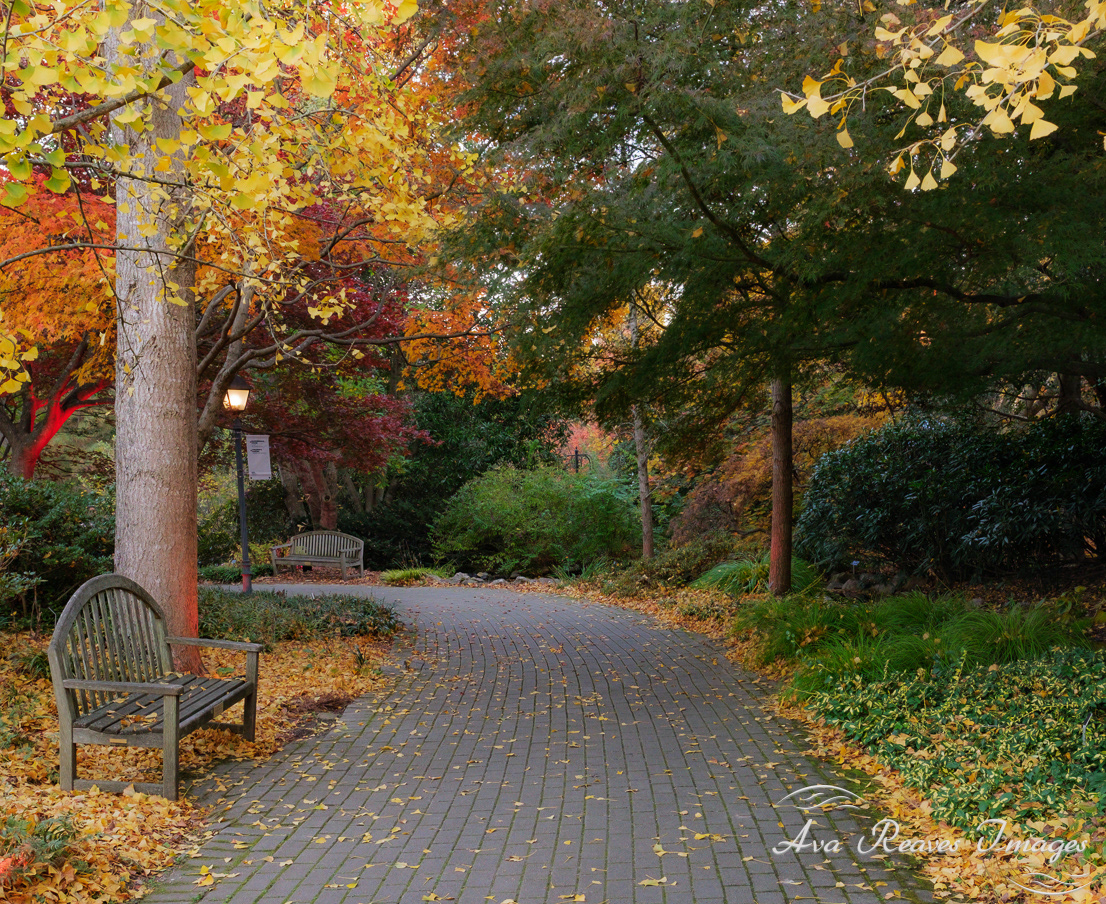 Fall Foliage at Lewis Ginter