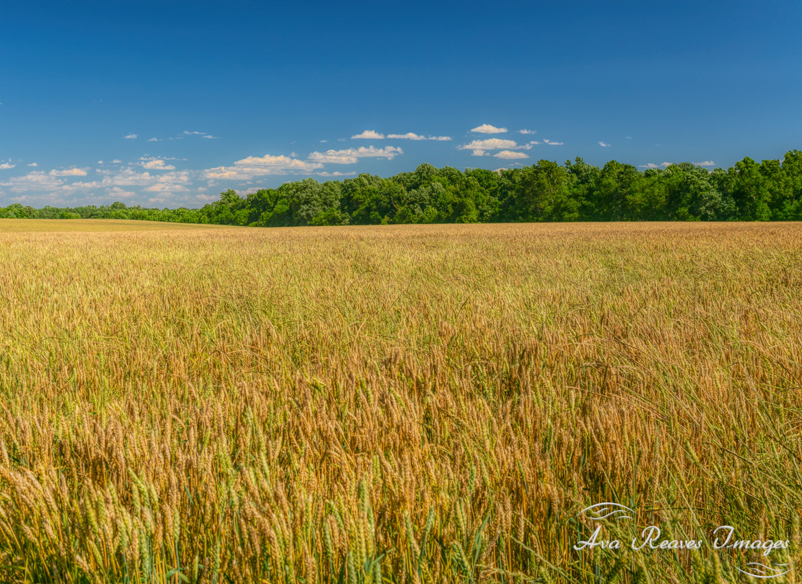 Wheat Field at Malvern Hill Farm