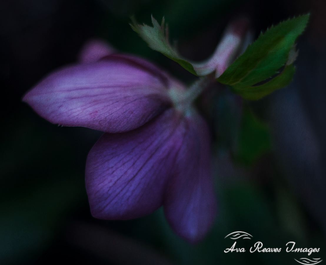 The Purple Promise of Spring