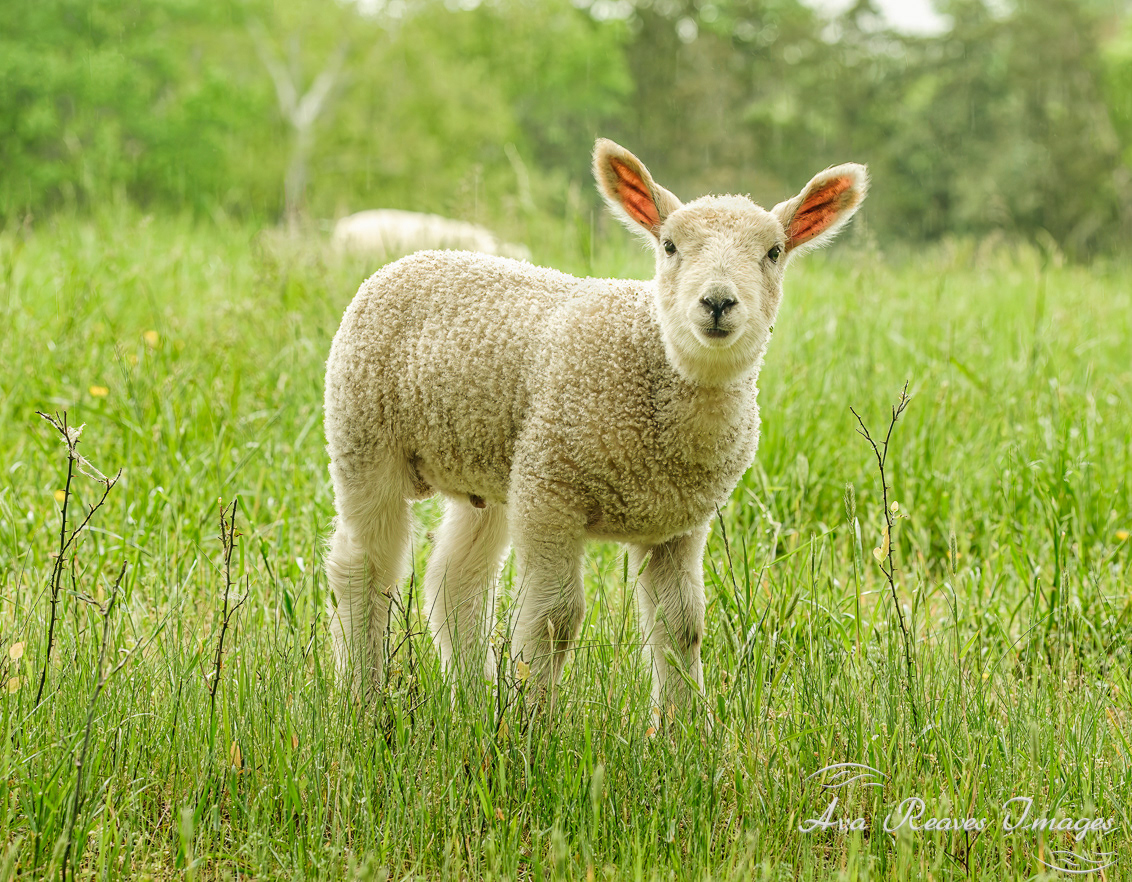 Lamb at Historic Tuckahoe