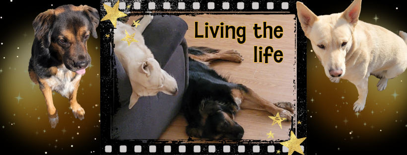 Living the life with 2 dogs looking like superstars.