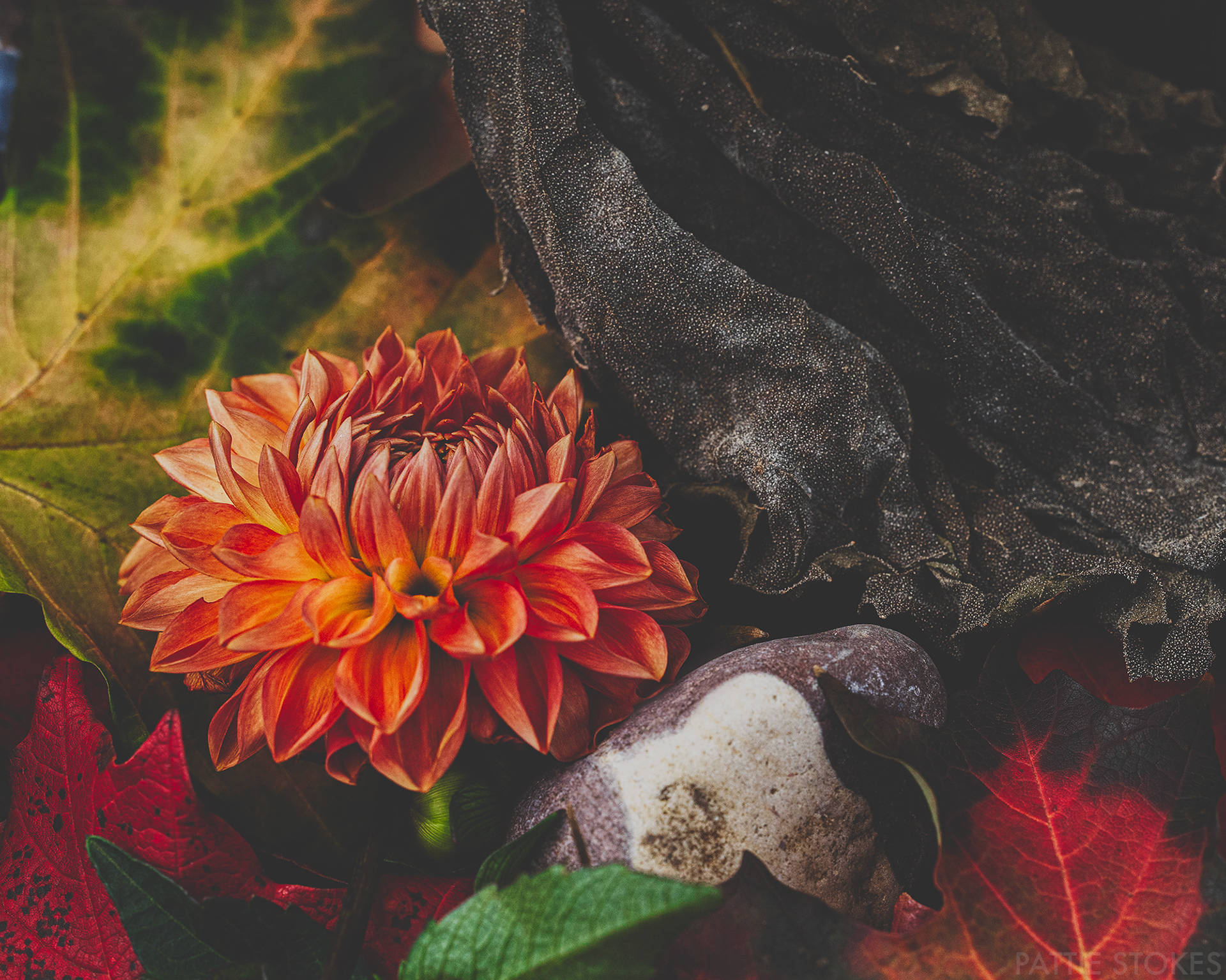 Dahlia and Leaves