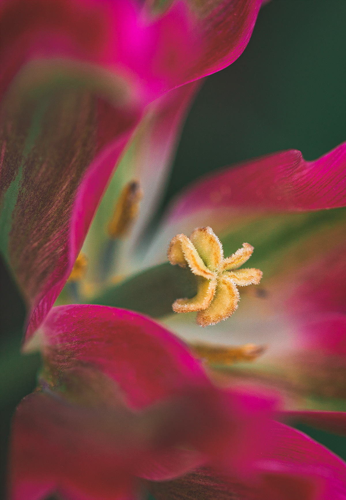 Tulip