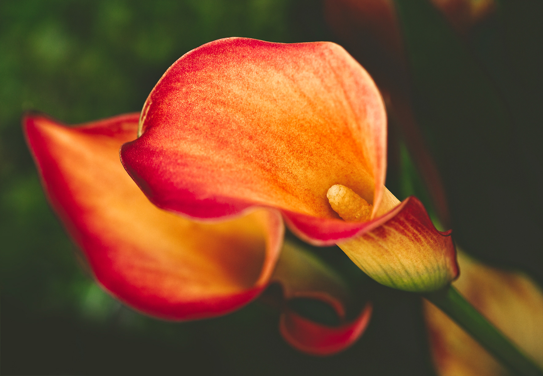 Calla Lily